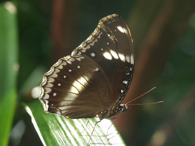 Great Eggfly — Photo 5