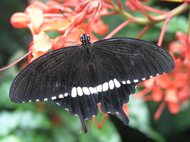 Common Mormon — Photo 3