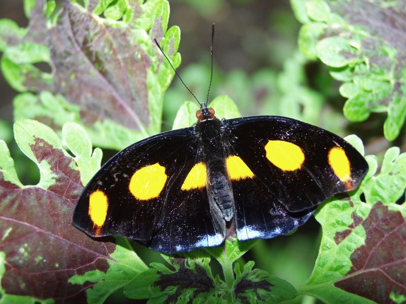 Grecian Shoemaker — Wings Open, Male, Adult