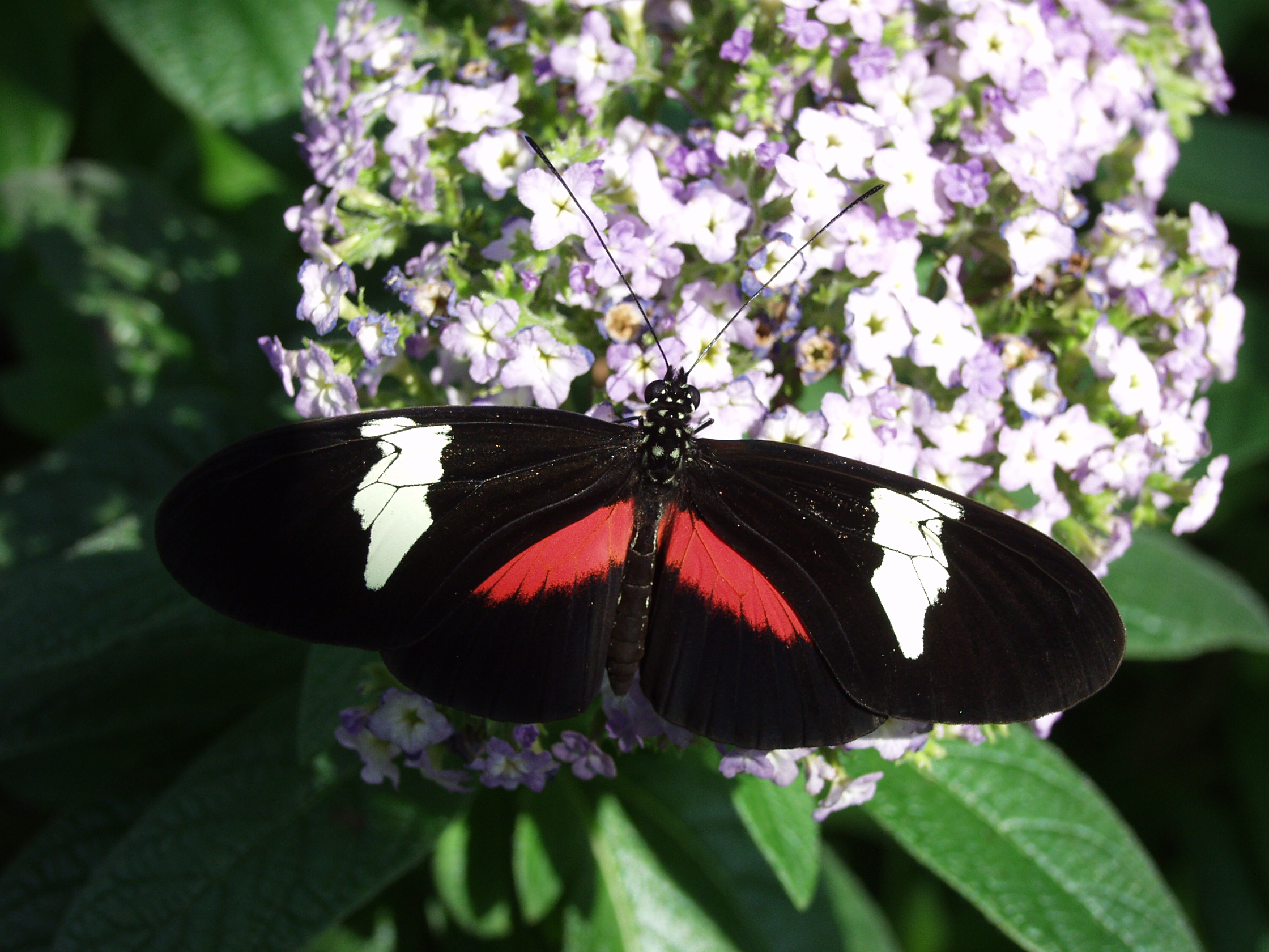 Crimson-Patch Longwing — Photo 12