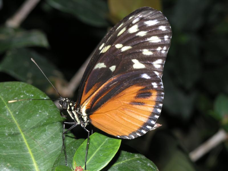 Tiger Longwing — Photo 2