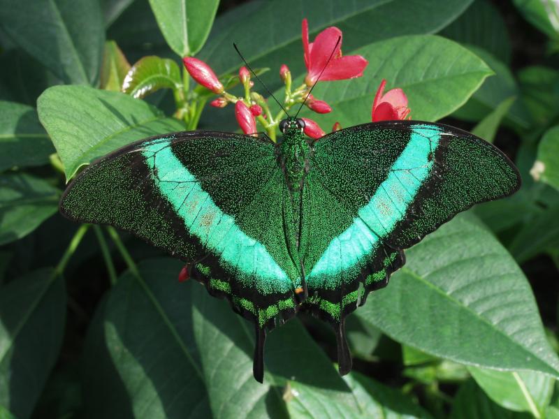 Emerald Swallowtail — Photo 5
