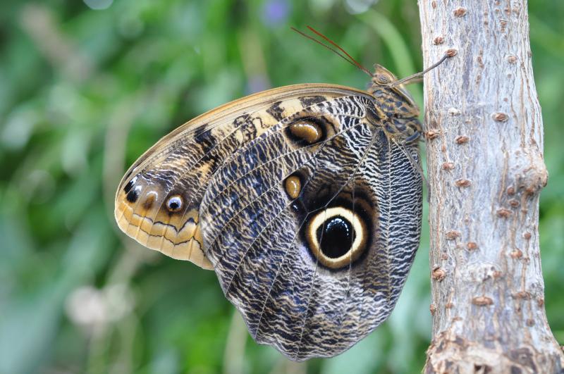 Giant Owl — Wings Closed, Adult