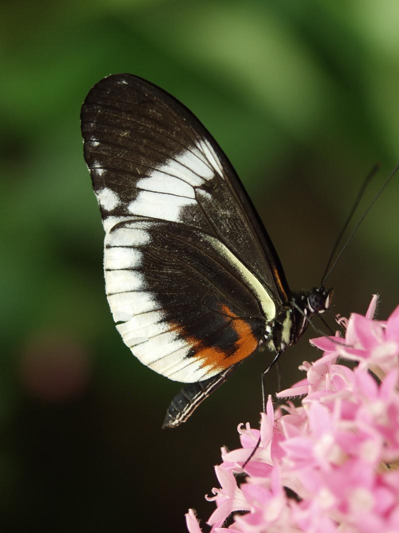 Cydno Longwing — Photo 2