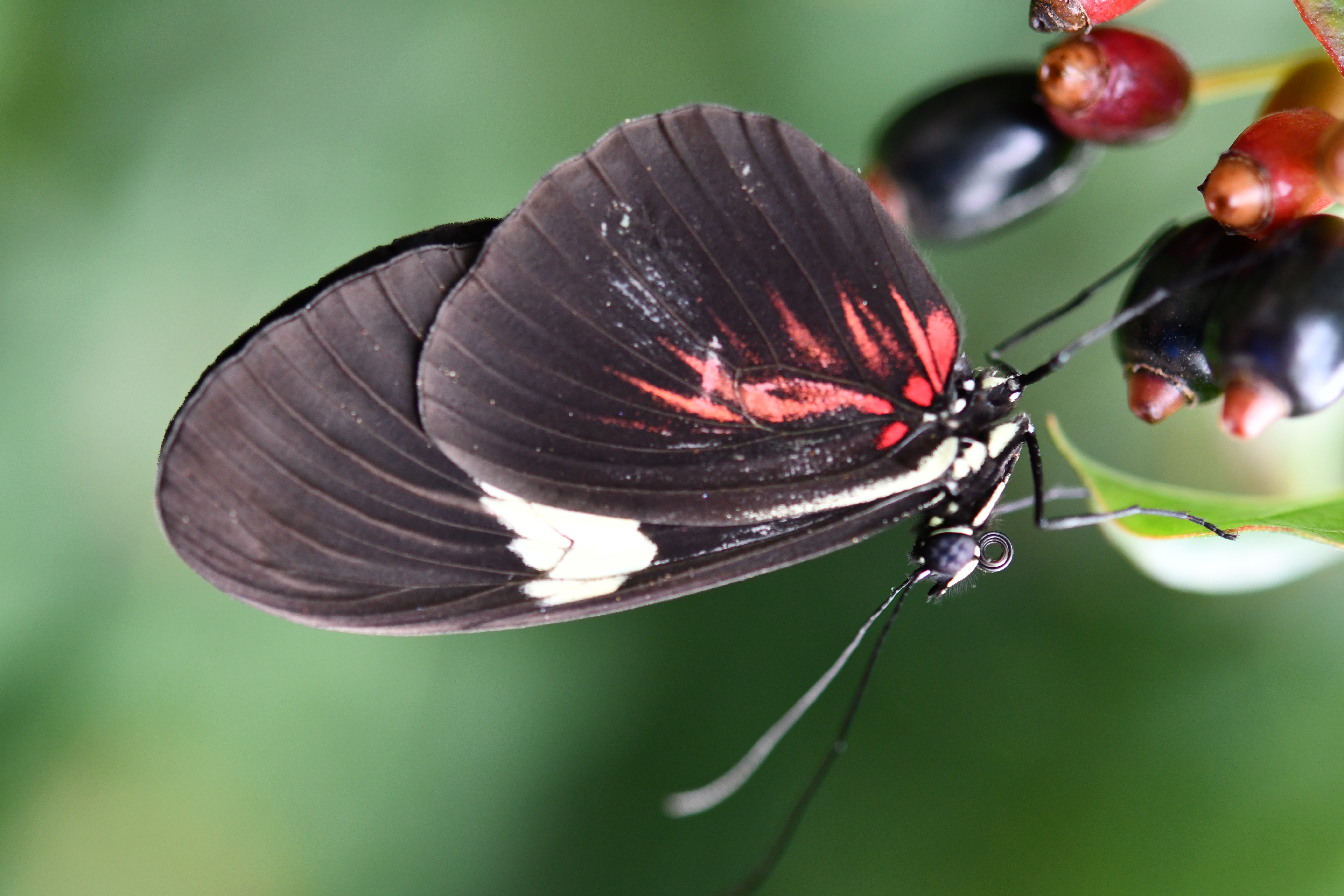 Crimson-Patch Longwing (Heliconius erato)