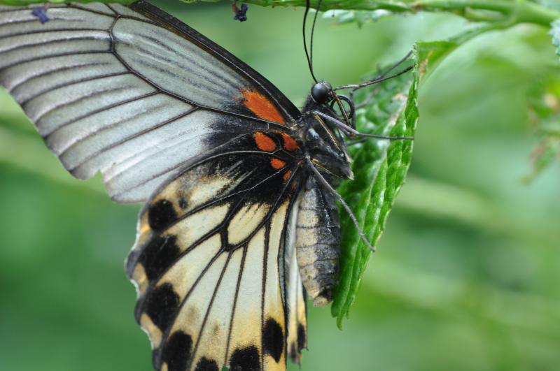 Great Yellow Mormon — Photo 3