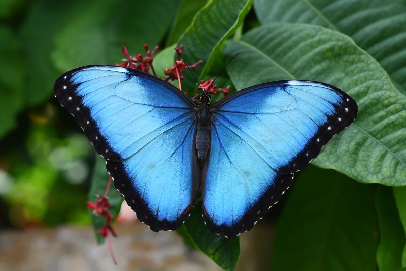 Common Blue Morpho — Photo 5