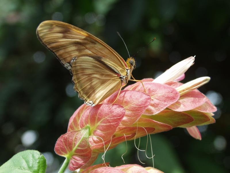 Julia Longwing — Photo 6