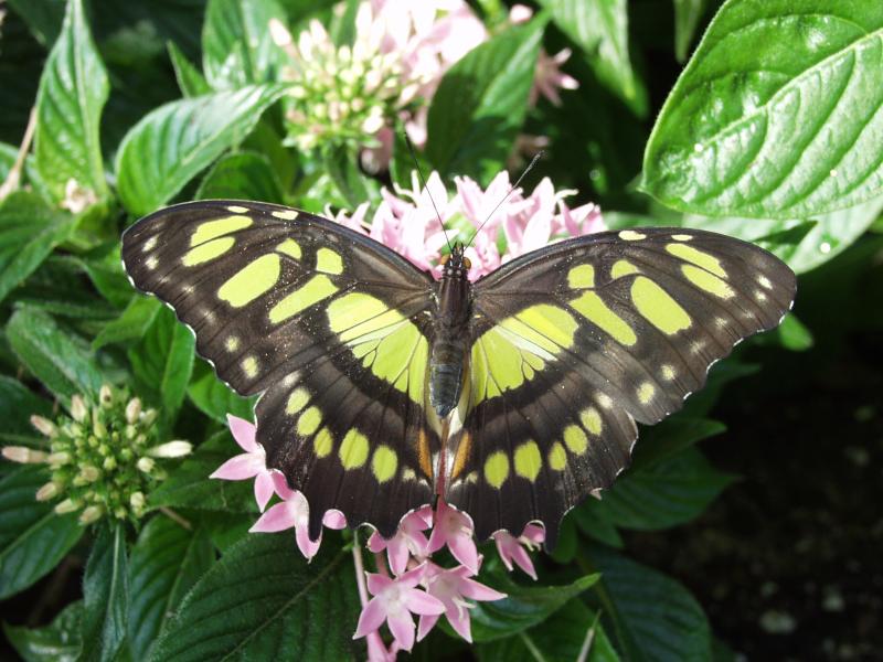 Malachite (Siproeta stelenes)