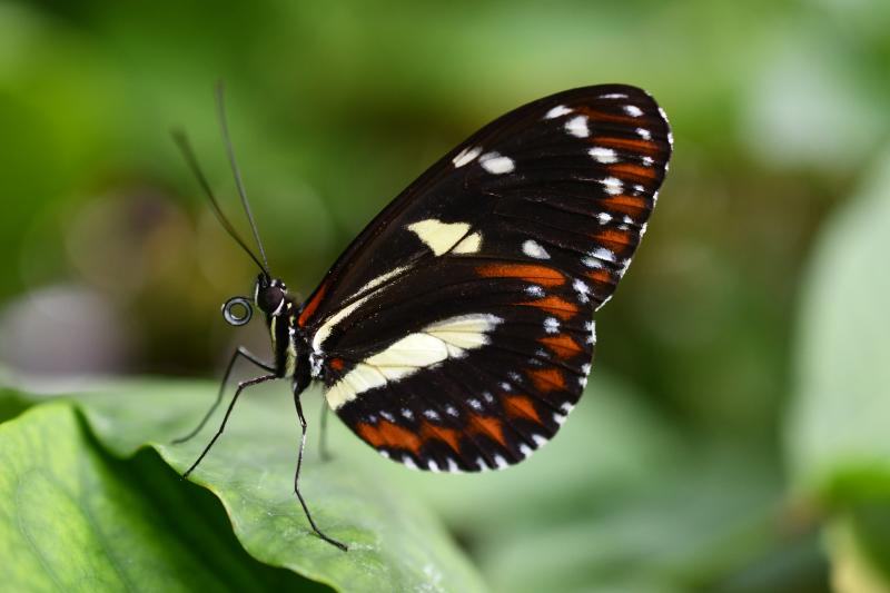 Atthis Longwing — Wings Closed, Adult