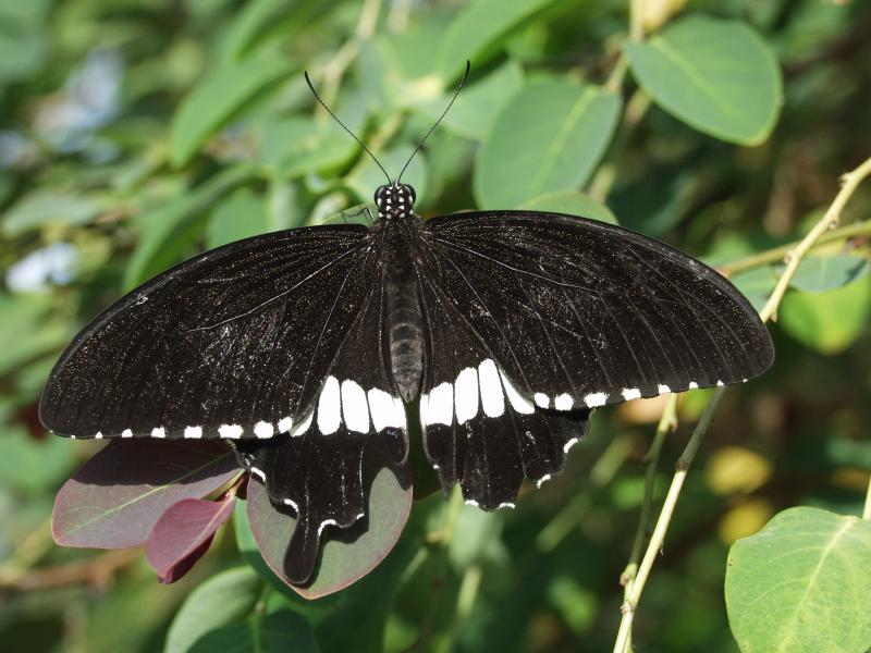 Common Mormon — Photo 2