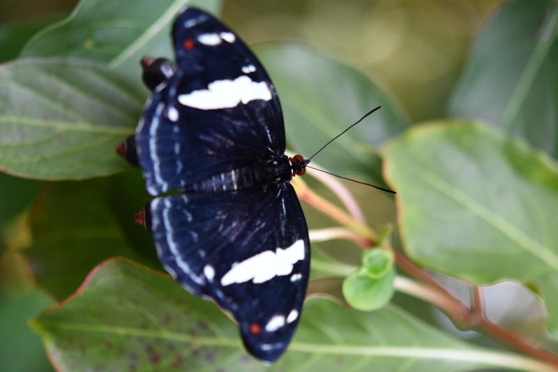 Grecian Shoemaker — Wings Open, Female, Adult