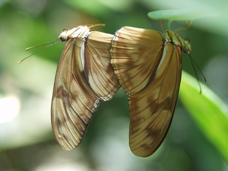 Julia Longwing — Photo 2