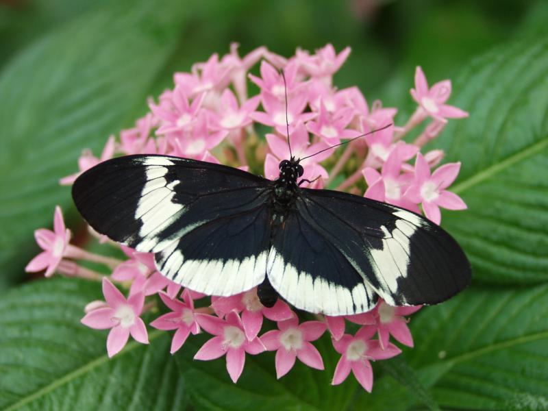 Cydno Longwing — Photo 3
