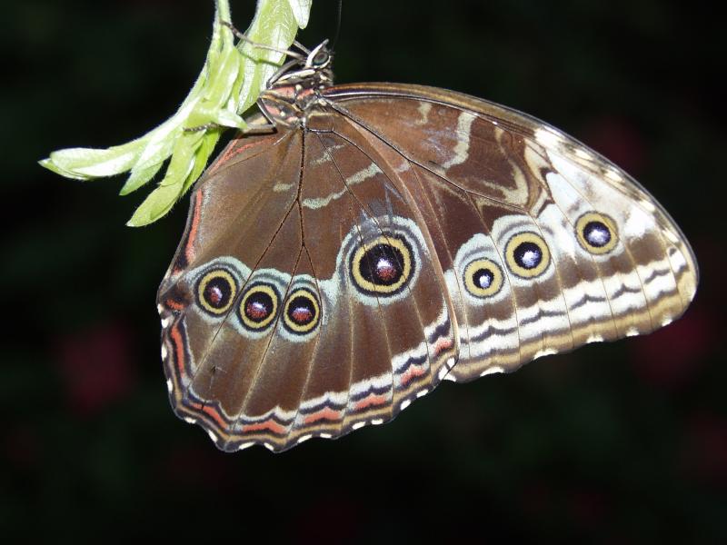 Common Blue Morpho — Photo 4