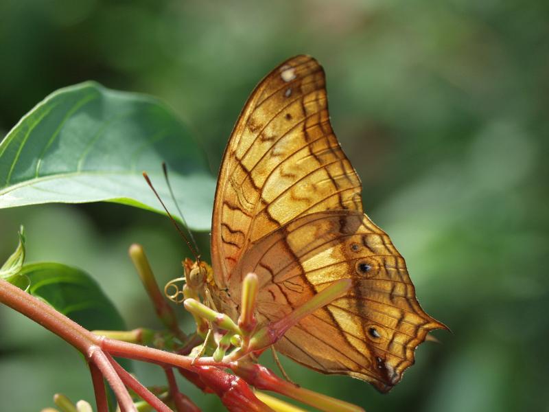 Malay Cruiser — Wings Closed, Male, Adult