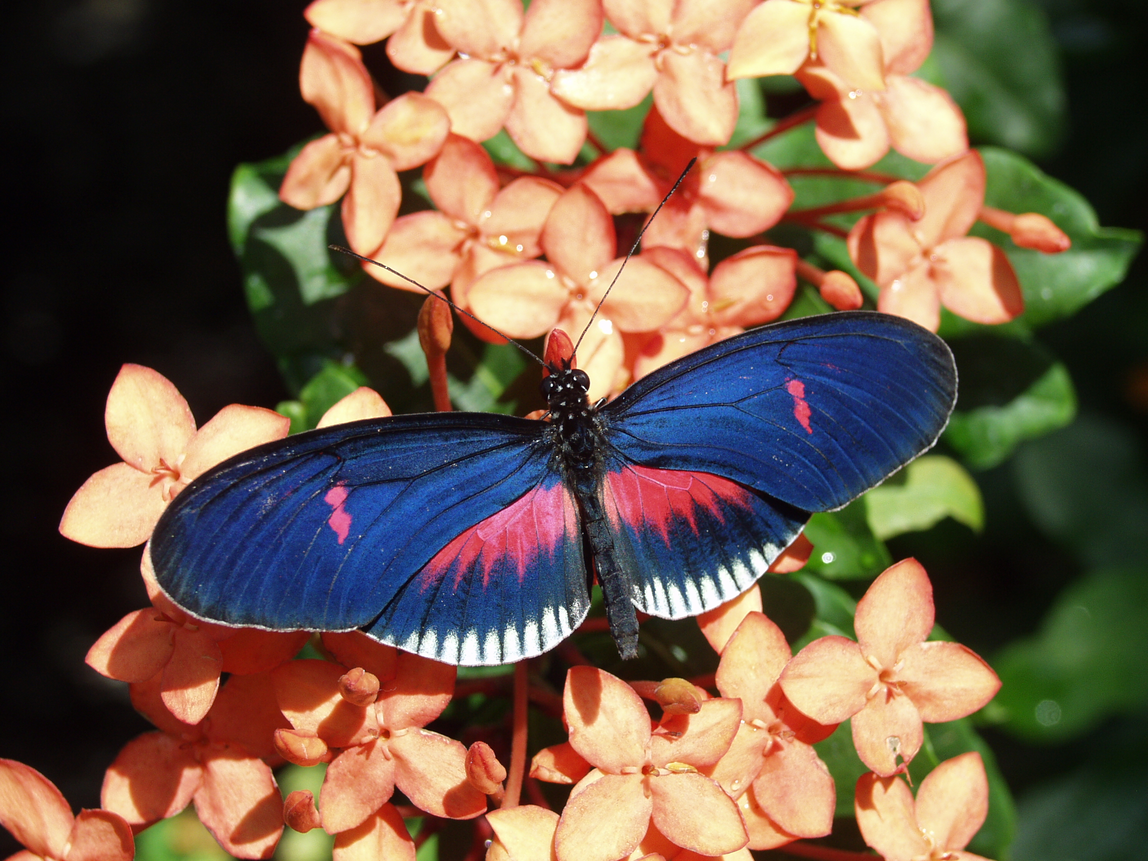 Crimson-Patch Longwing — Photo 5