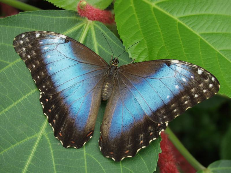 Common Blue Morpho — Photo 3