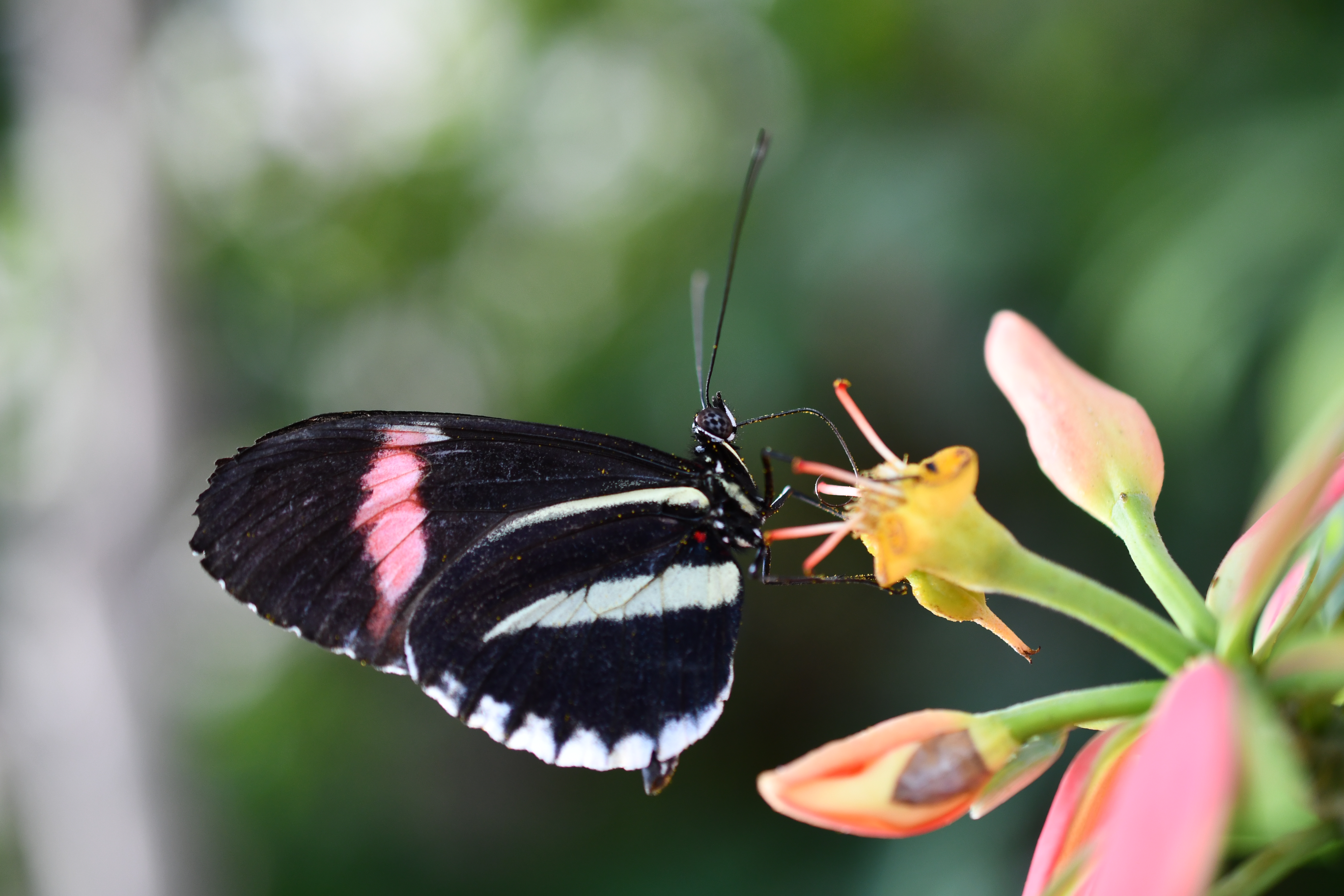 Crimson-Patch Longwing — Photo 10