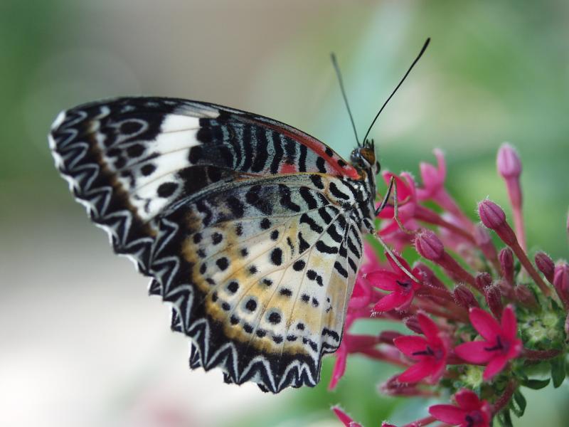 Leopard Lacewing (Cethosia cyane)