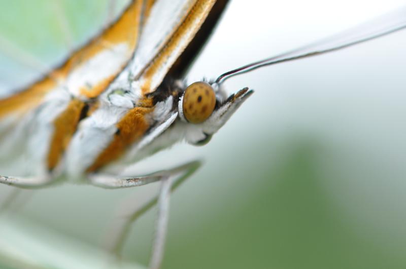 Malachite — Photo 3