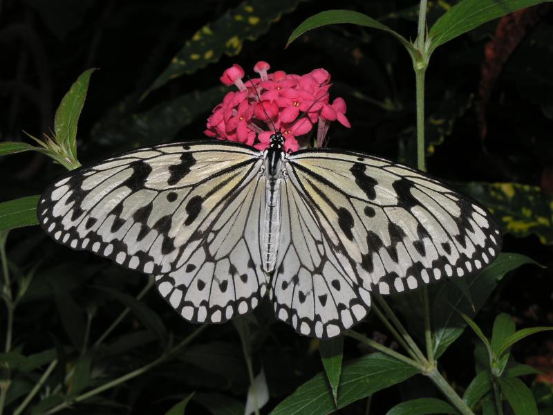 Paper Kite — Photo 3