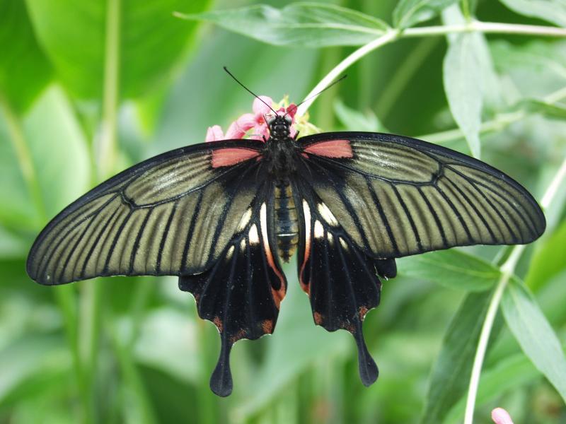 Great Yellow Mormon — Photo 2