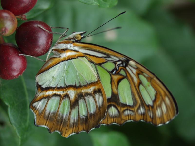 Malachite — Photo 2