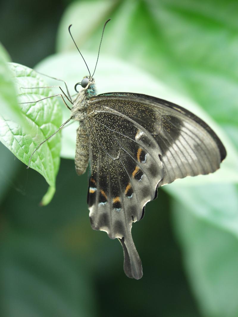 Emerald Swallowtail — Photo 7