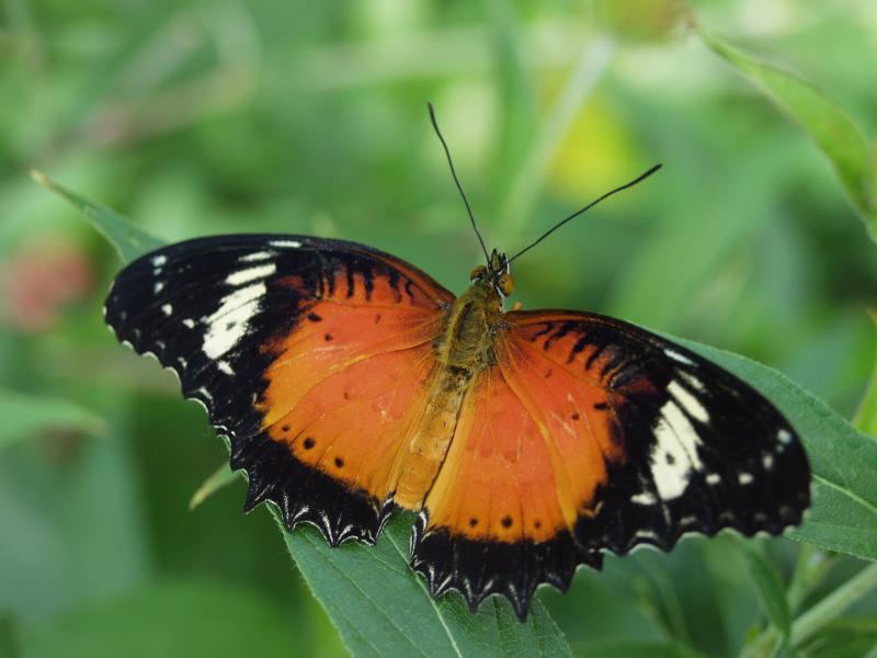 Leopard Lacewing — Wings Open, Male, Adult