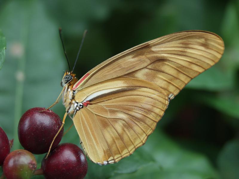 Julia Longwing — Photo 4