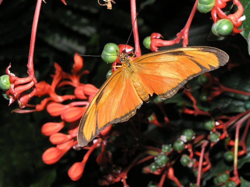 Julia Longwing — Photo 3