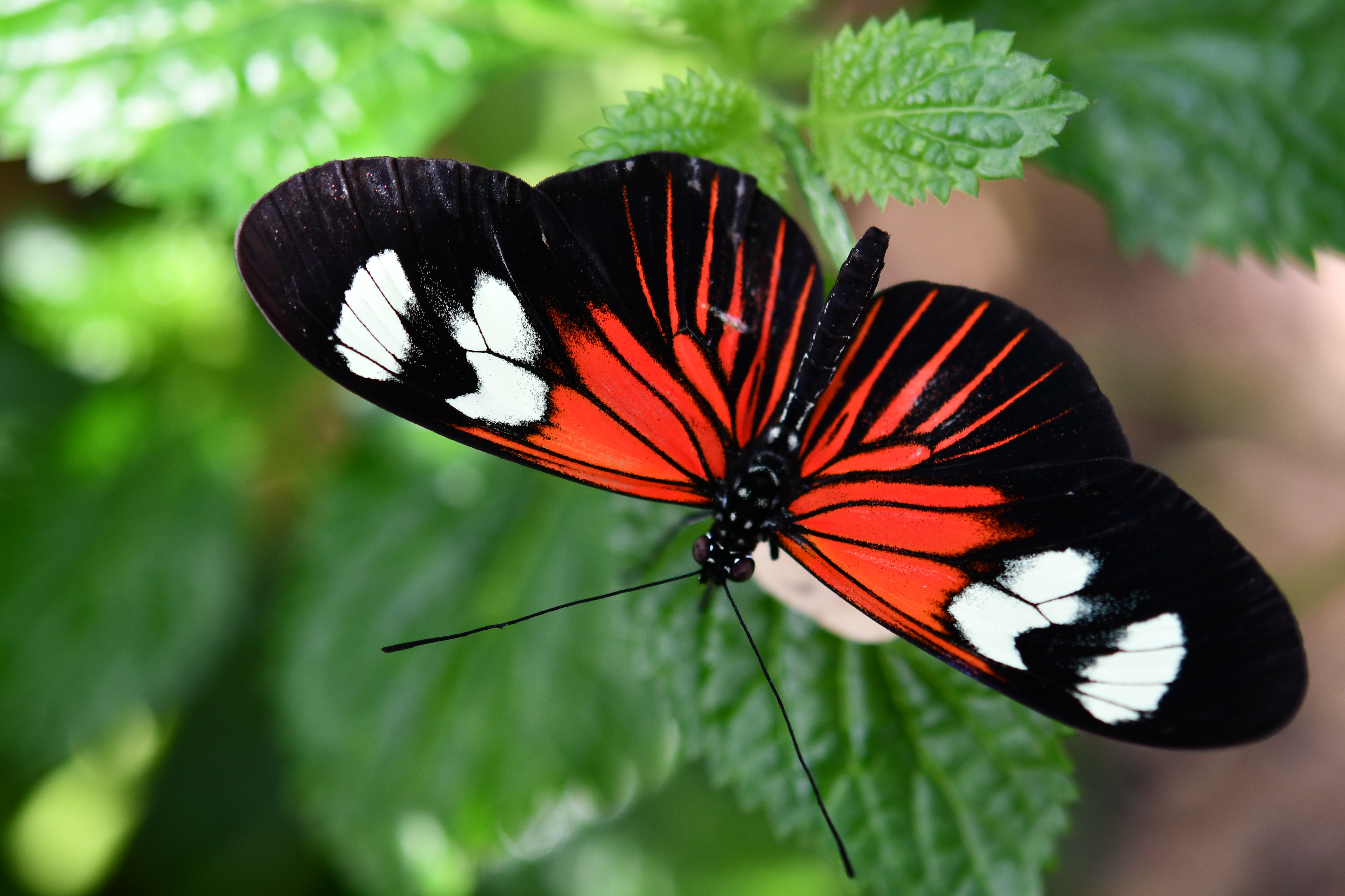 Crimson-Patch Longwing — Photo 18