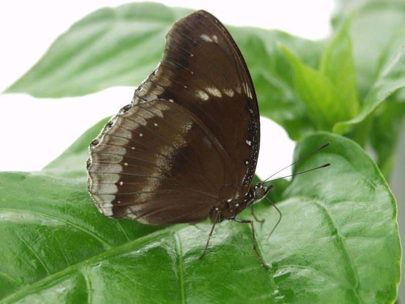 Great Eggfly — Photo 4