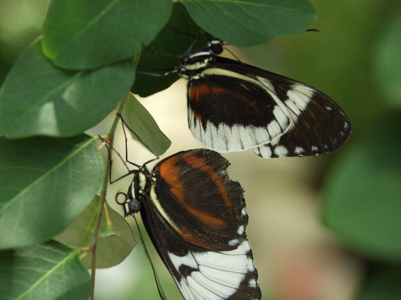 Cydno Longwing — Photo 4